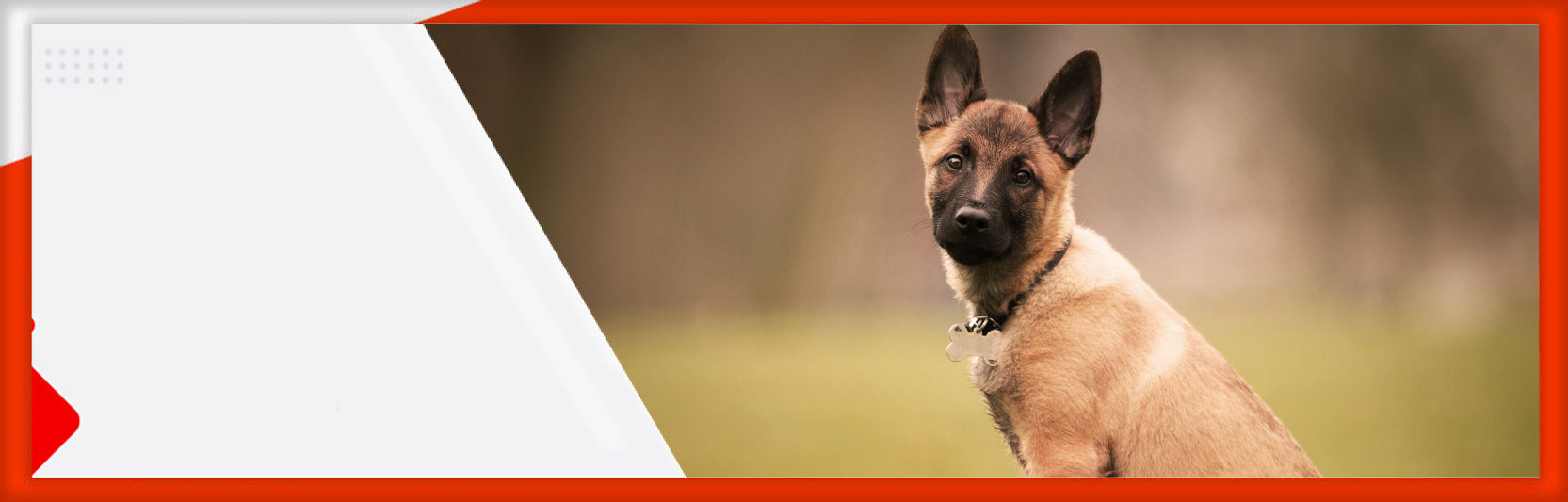 Mengenal Lebih Dekat Anjing Belgian Malinois