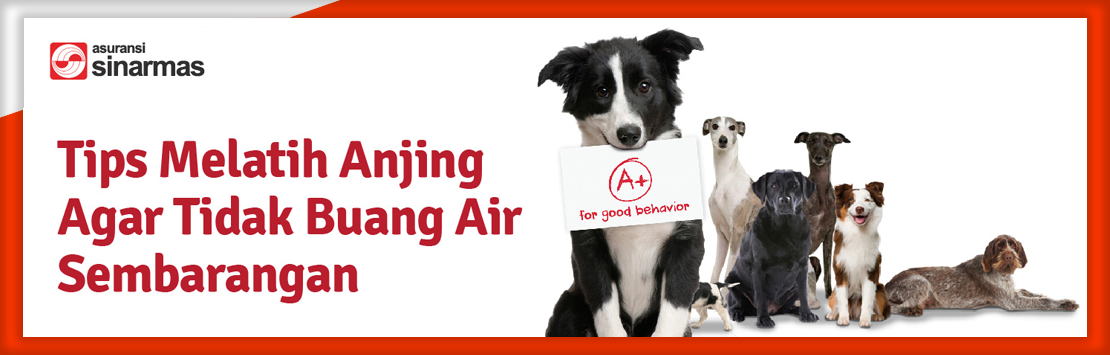 Tips Melatih Anjing Agar Tidak Buang Air Sembarangan