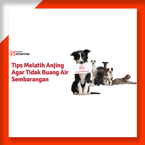 Tips Melatih Anjing Agar Tidak Buang Air Sembarangan