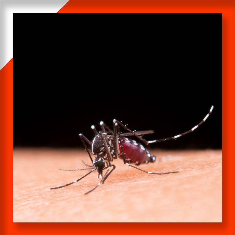 Siap Hadapi Resiko Demam Berdarah Dengue